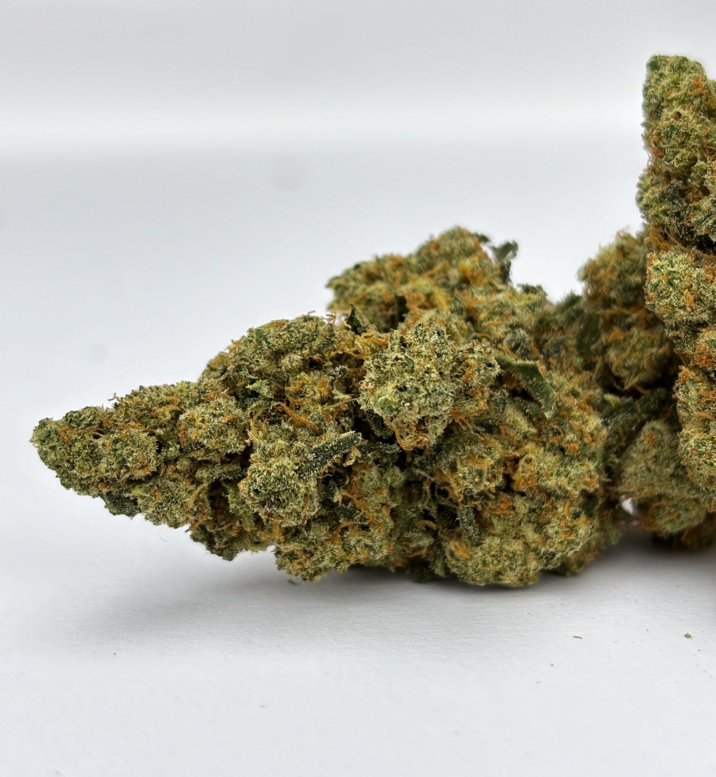 Amnesia US- Indoor Hydroponique