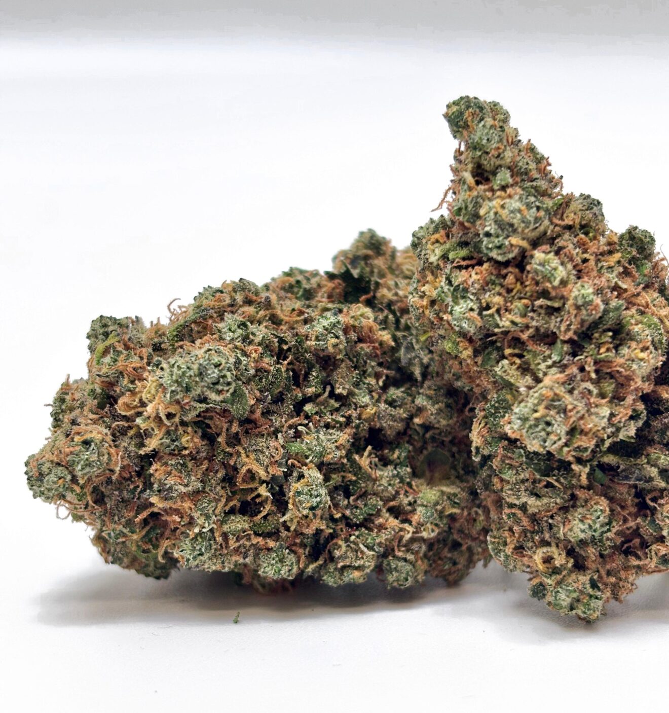 Bruce Banner – Indoor Hydroponique