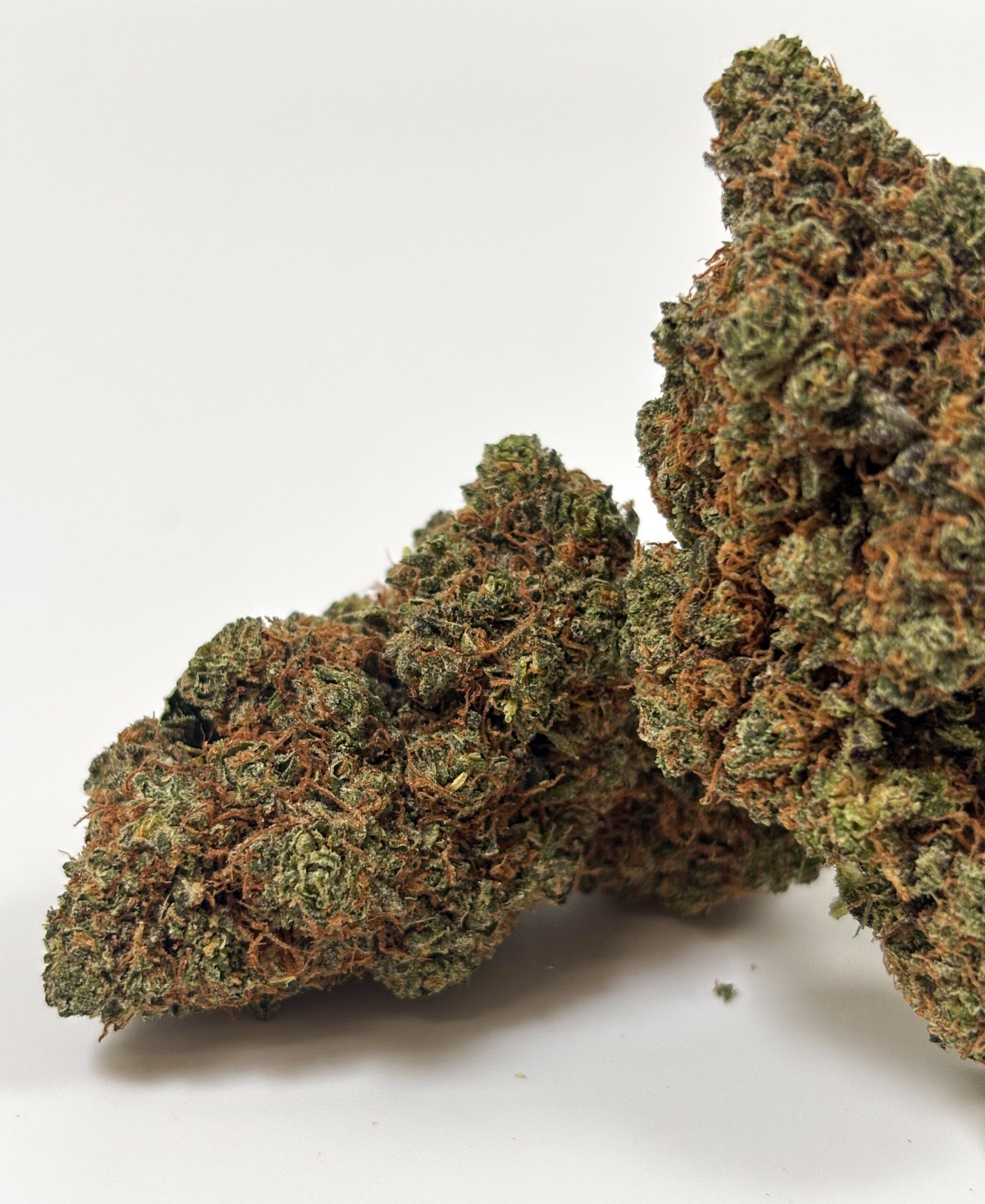 Blue Gelato – Indoor Hydroponique