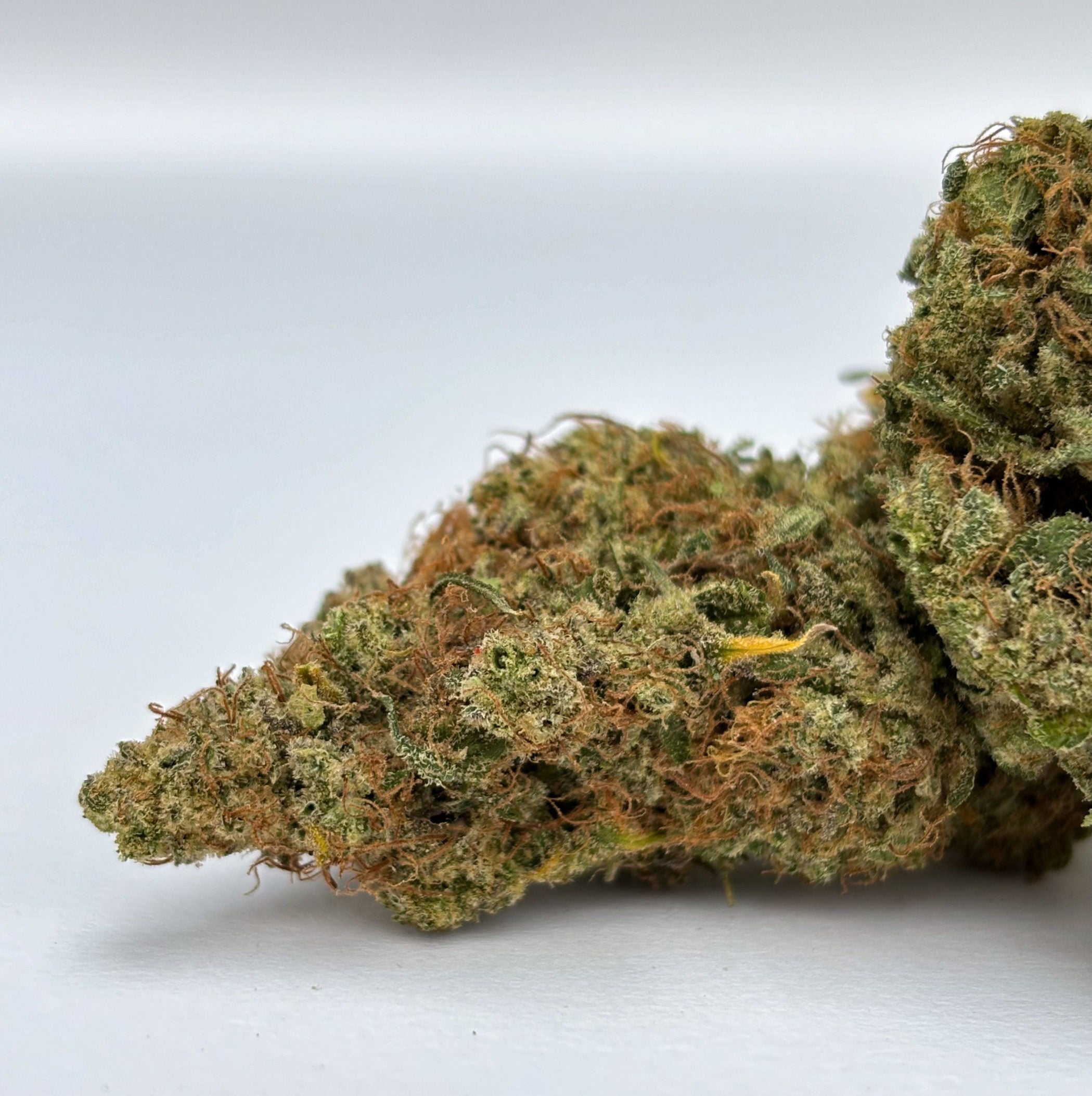 G13 Haze - Indoor Hydroponique