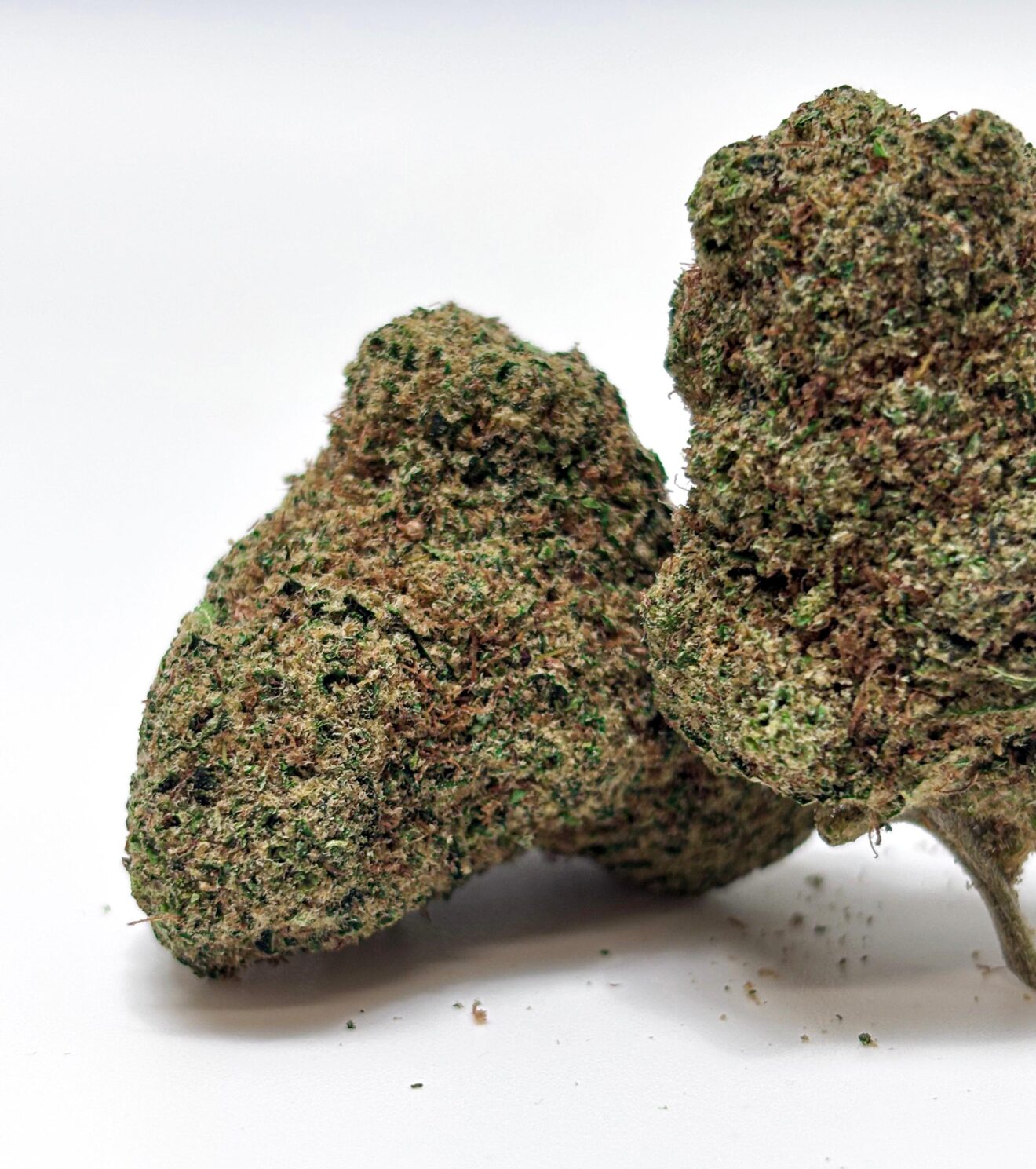 M.A.C (Miracle Alien Cookies) – Indoor Hydro Cali