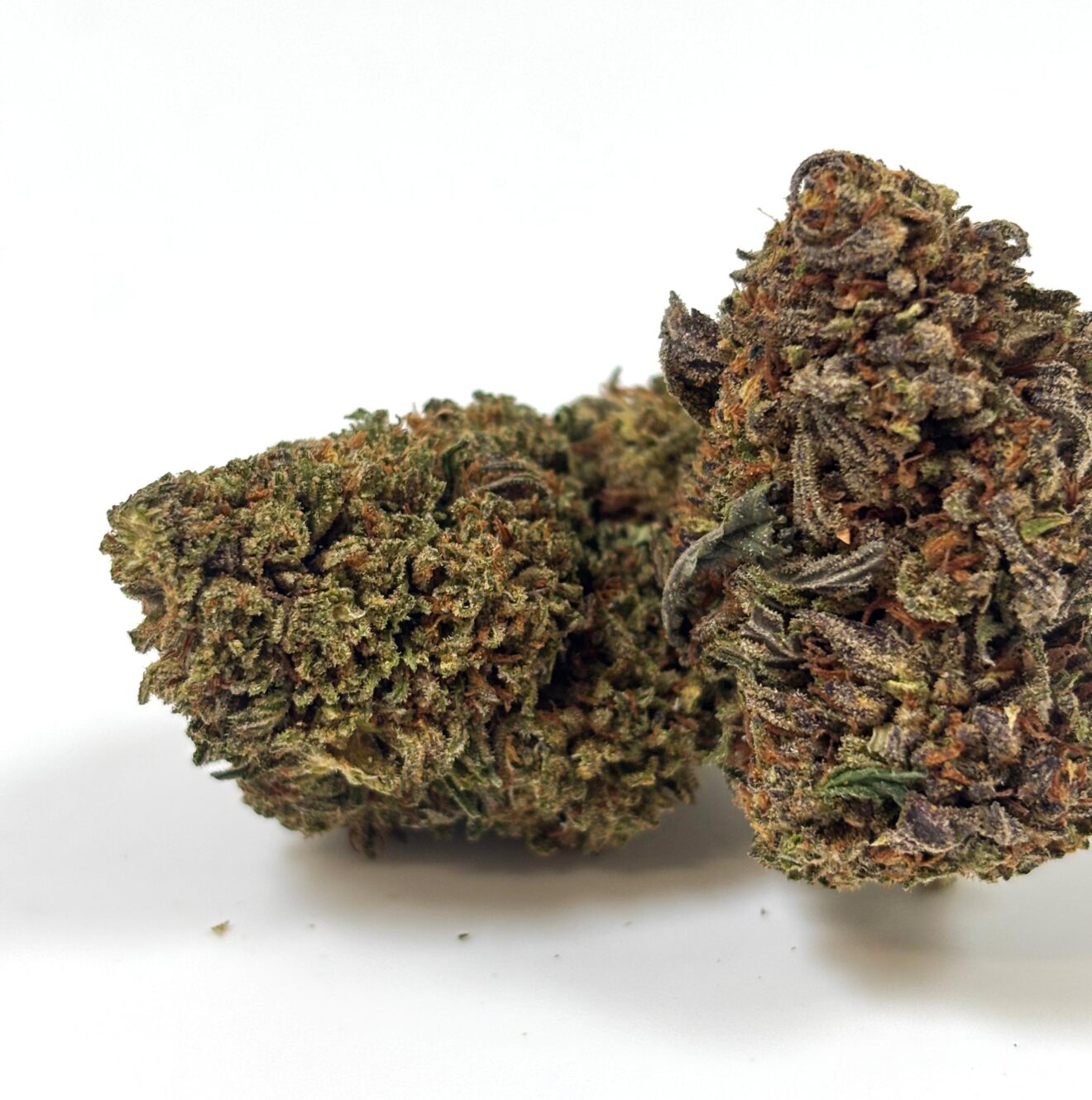 Super OG – Indoor Hydroponique