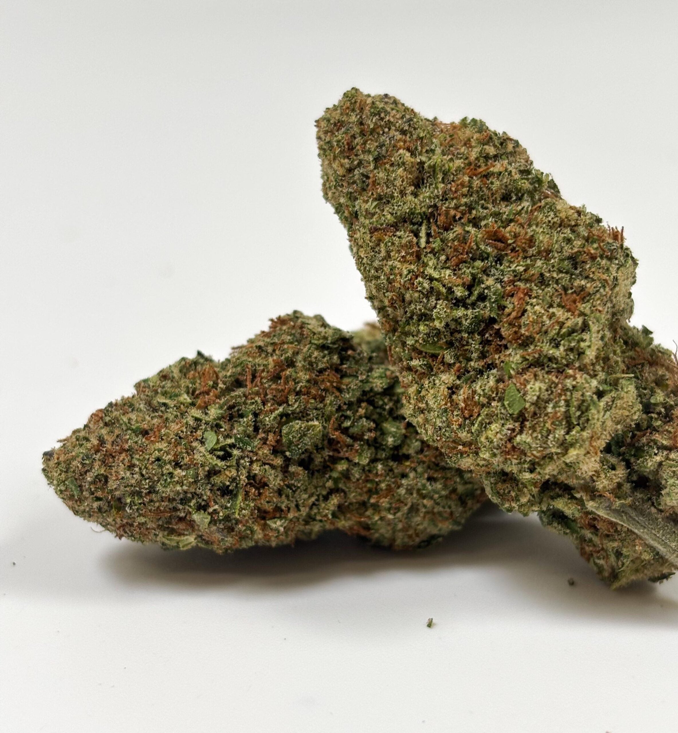 Bubblegum – Indoor Hydroponique