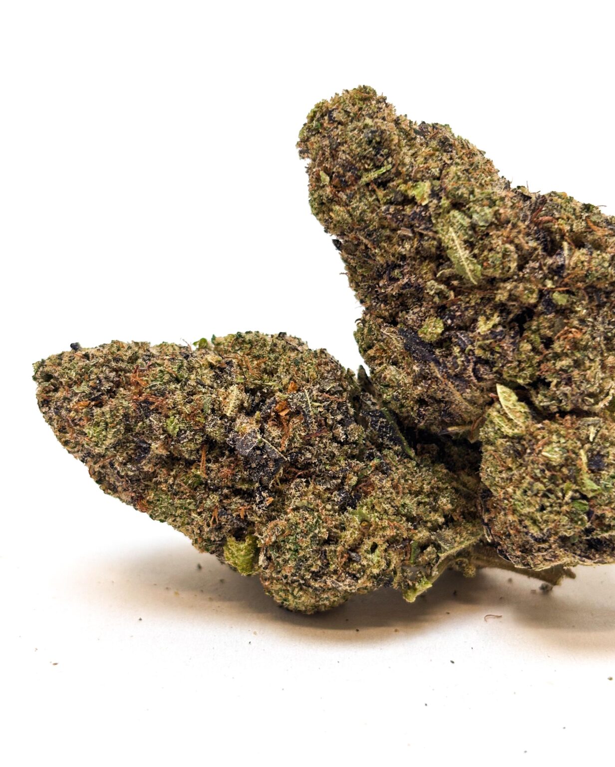 Snow OG - Indoor Hydroponique